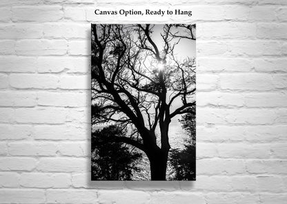 Monterey Cypress Tree Wall Art | Big Sur Ocean Sunset in Black and White