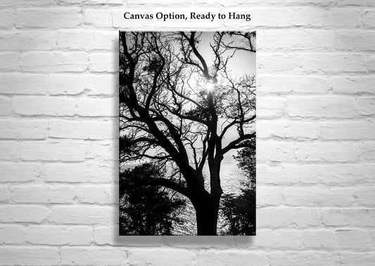 Monterey Cypress Tree Wall Art | Big Sur Ocean Sunset in Black and White