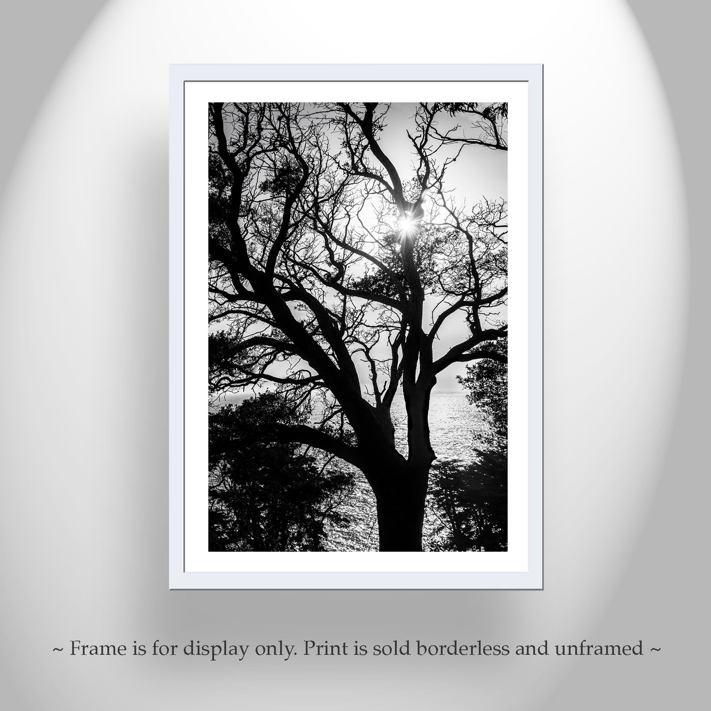 Monterey Cypress Tree Wall Art | Big Sur Ocean Sunset in Black and White