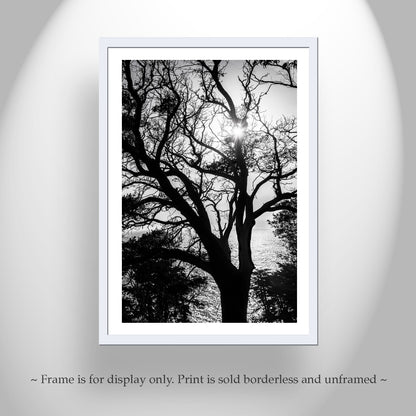 Monterey Cypress Tree Wall Art | Big Sur Ocean Sunset in Black and White