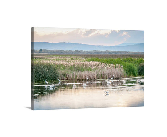 Waterbird Art Print with Pelicans and Egrets in Wetlands Landscape