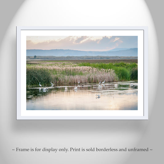 Waterbird Art Print with Pelicans and Egrets in Wetlands Landscape