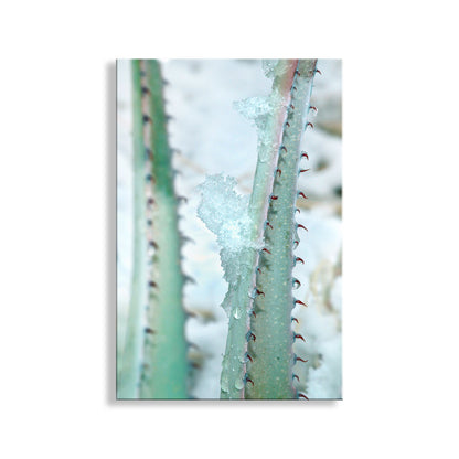 Winter Desert Agave Print as Botanical Art | Tucson Arizona