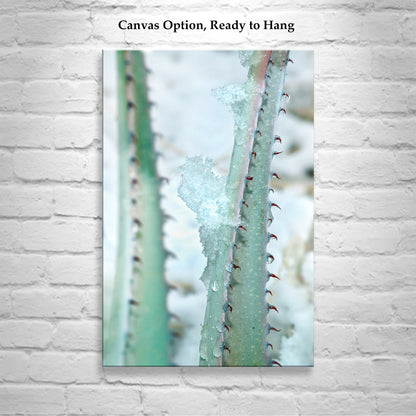Winter Desert Agave Print as Botanical Art | Tucson Arizona