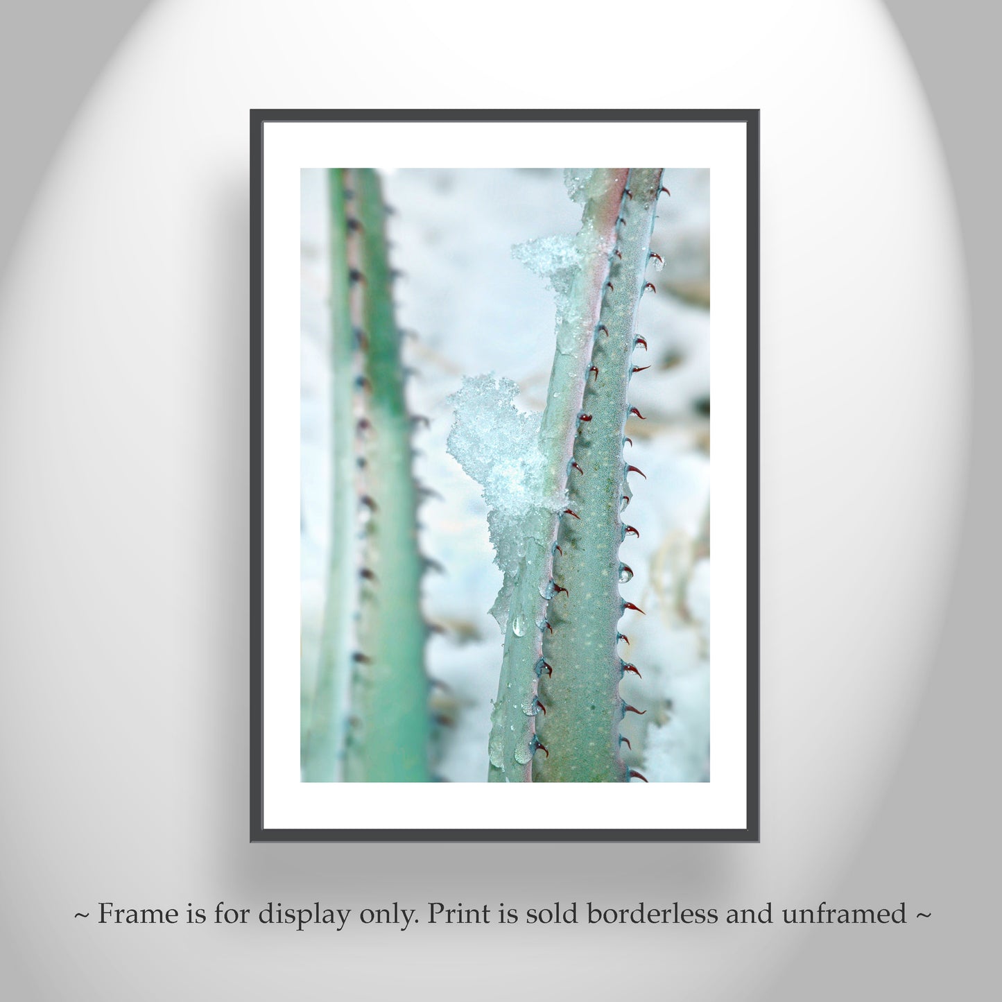 Winter Desert Agave Print as Botanical Art | Tucson Arizona