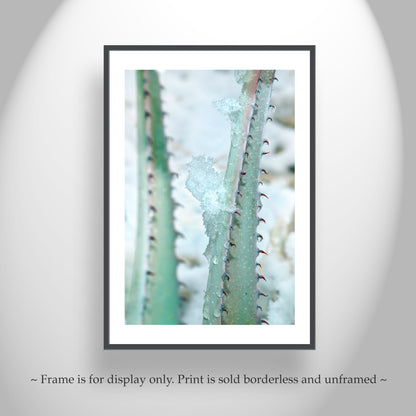 Winter Desert Agave Print as Botanical Art | Tucson Arizona