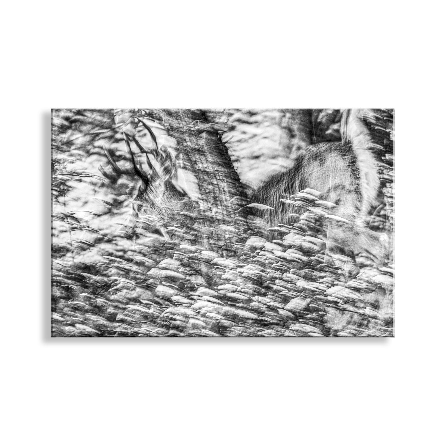Black and white abstract art print on a white background. Wildlife Photography in Abstract Black and White of Winter Buck Deer in Snowy Forest