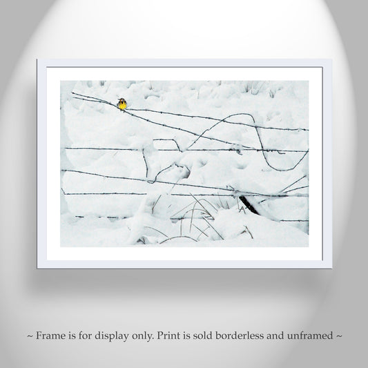 Winter Bird on a Barbed Wire Fence Fine Art Nature Print
