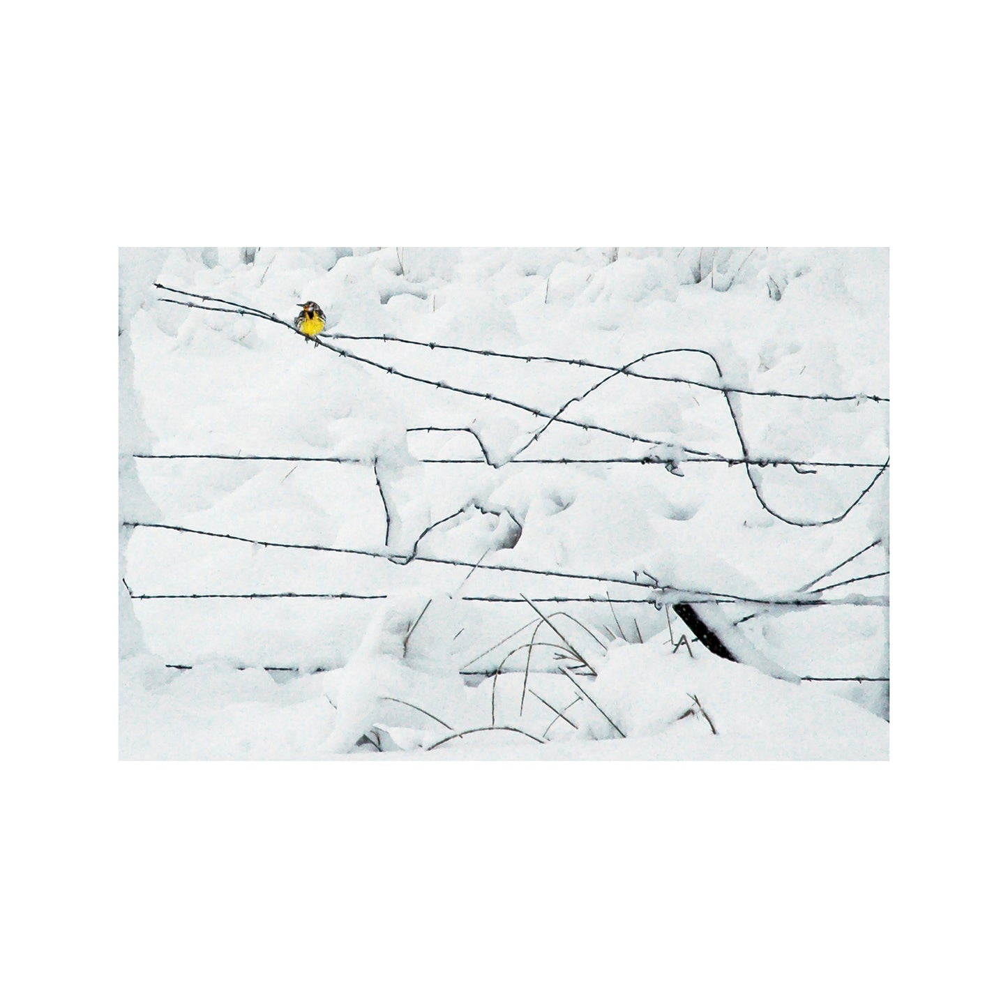 Winter Bird on a Barbed Wire Fence Fine Art Nature Print
