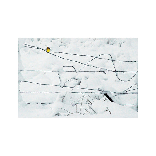 Winter Bird on a Barbed Wire Fence Fine Art Nature Print