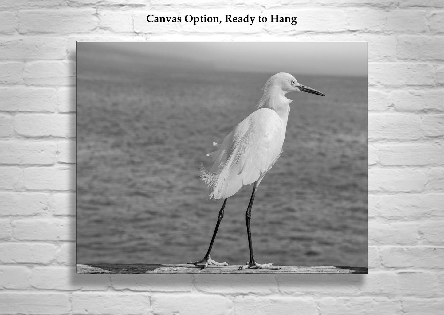 Sea Bird Art Print with White Egret in Black and White | Oceanside CA
