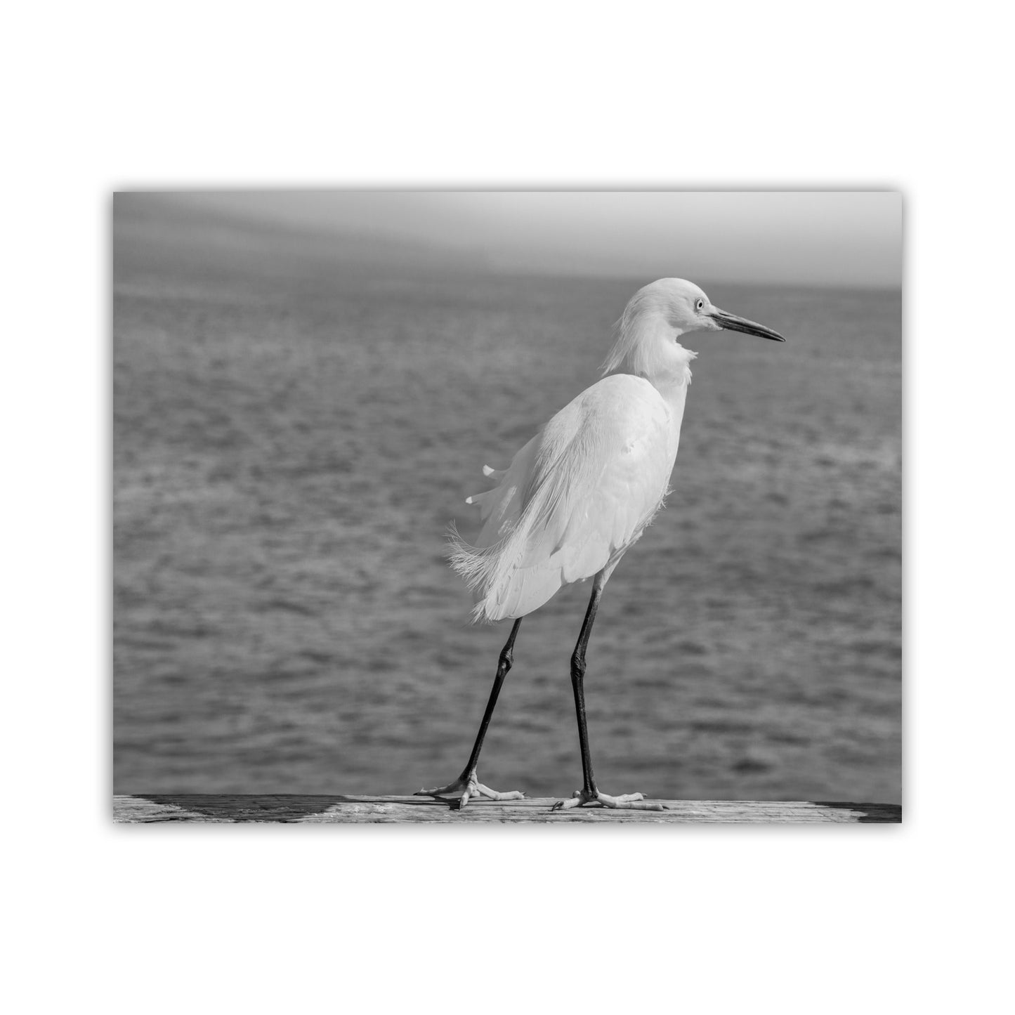Sea Bird Art Print with White Egret in Black and White | Oceanside CA
