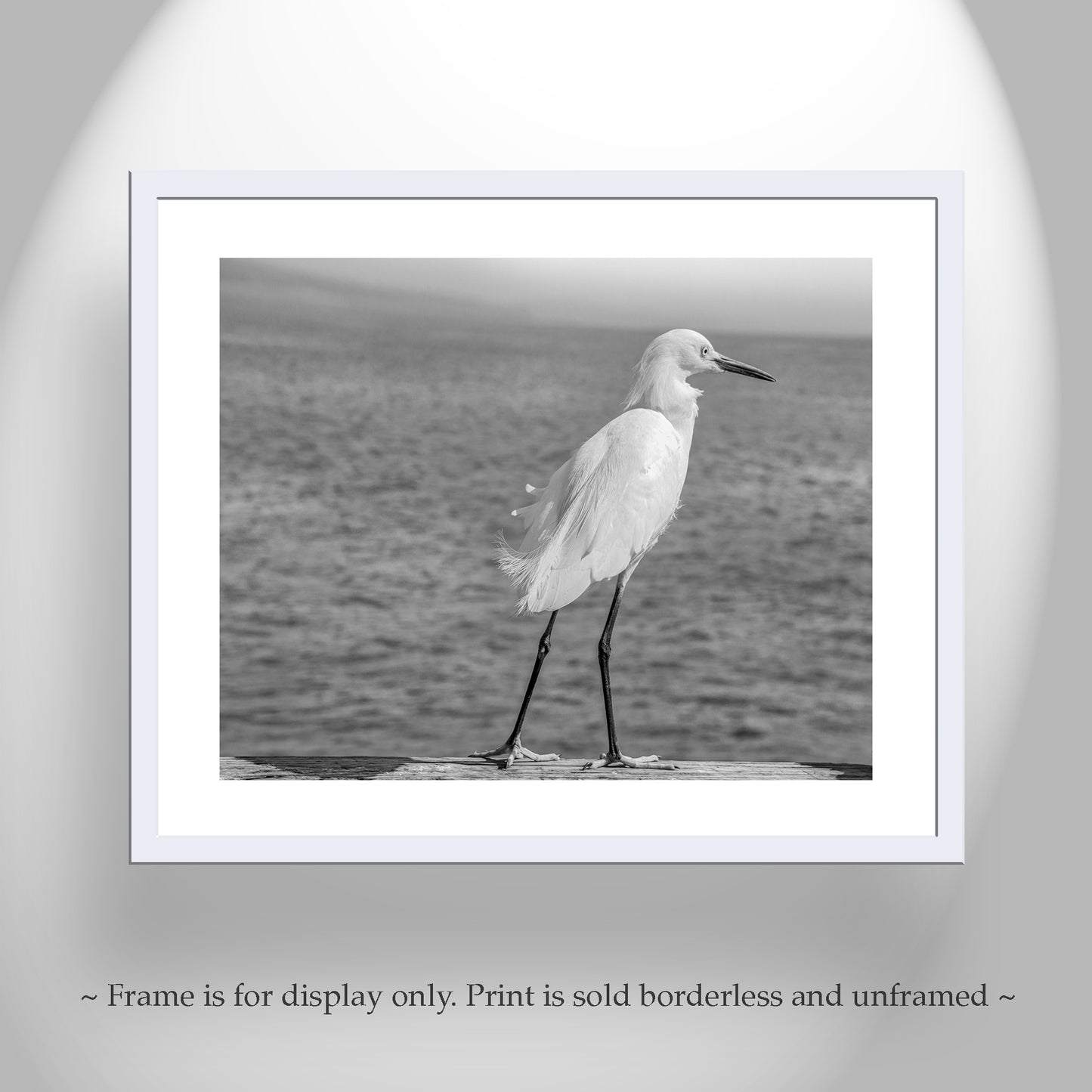 Sea Bird Art Print with White Egret in Black and White | Oceanside CA