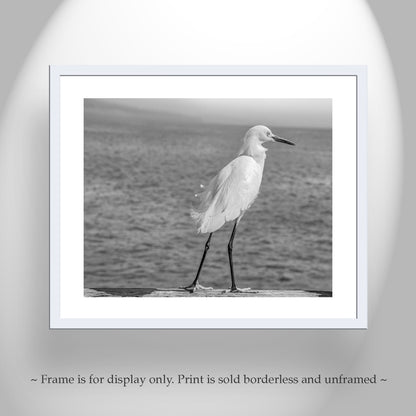 Sea Bird Art Print with White Egret in Black and White | Oceanside CA