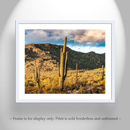 Tucson Mountain Park Art Print | Arizona Desert Landscape Photo