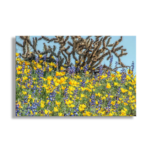 Yellow Poppy Flowers and Cholla Cactus at Picacho Peak Arizona Desert
