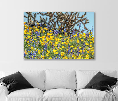 Yellow Poppy Flowers and Cholla Cactus at Picacho Peak Arizona Desert
