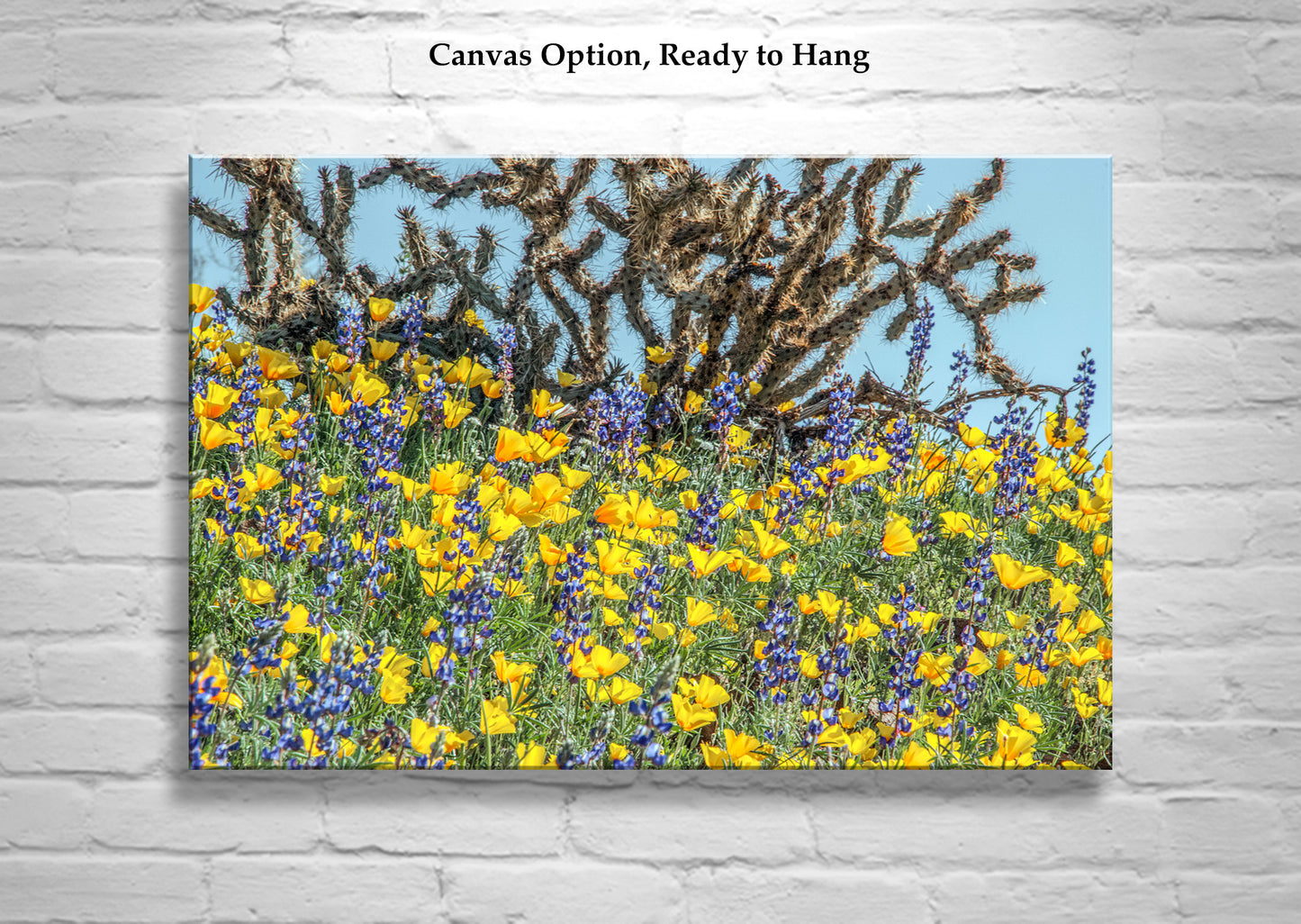 Yellow Poppy Flowers and Cholla Cactus at Picacho Peak Arizona Desert