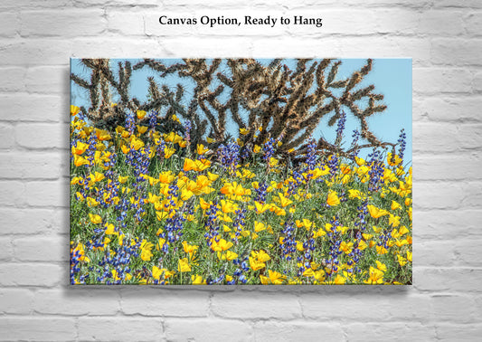 Yellow Poppy Flowers and Cholla Cactus at Picacho Peak Arizona Desert