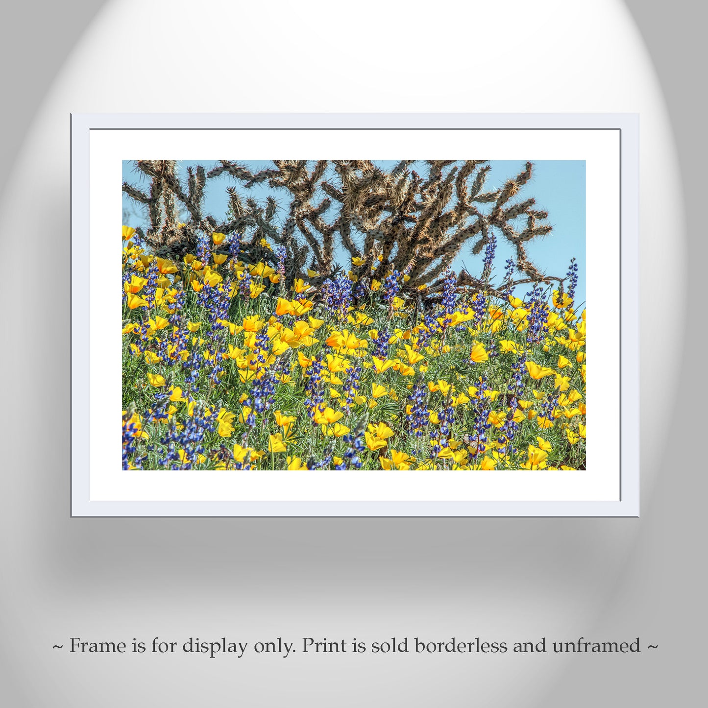 Yellow Poppy Flowers and Cholla Cactus at Picacho Peak Arizona Desert