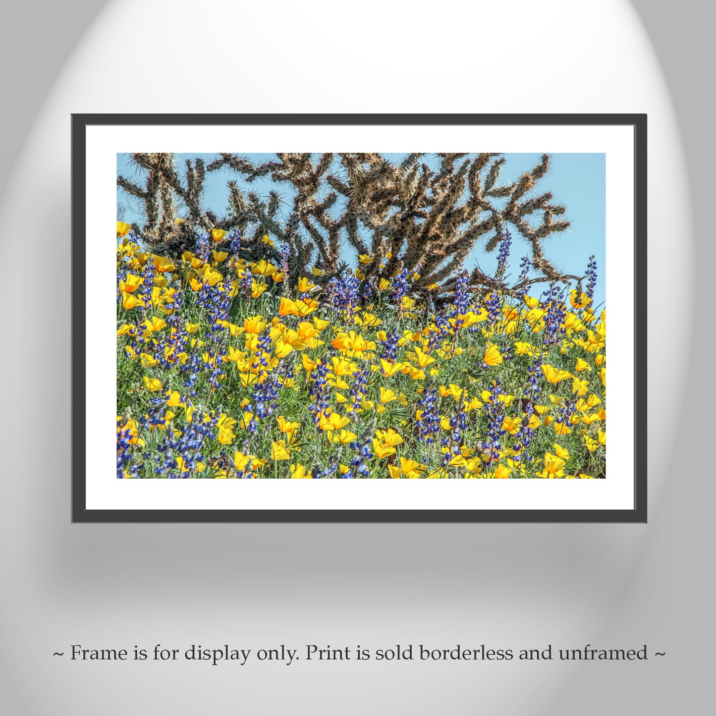 Yellow Poppy Flowers and Cholla Cactus at Picacho Peak Arizona Desert