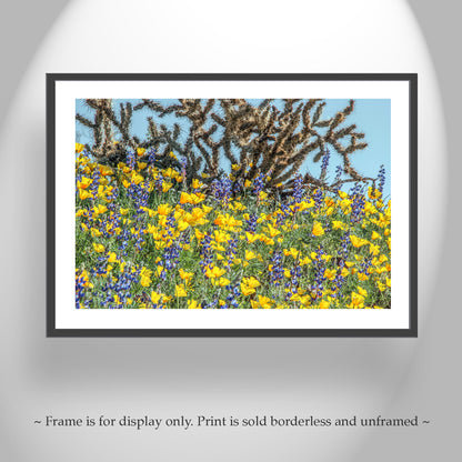 Yellow Poppy Flowers and Cholla Cactus at Picacho Peak Arizona Desert