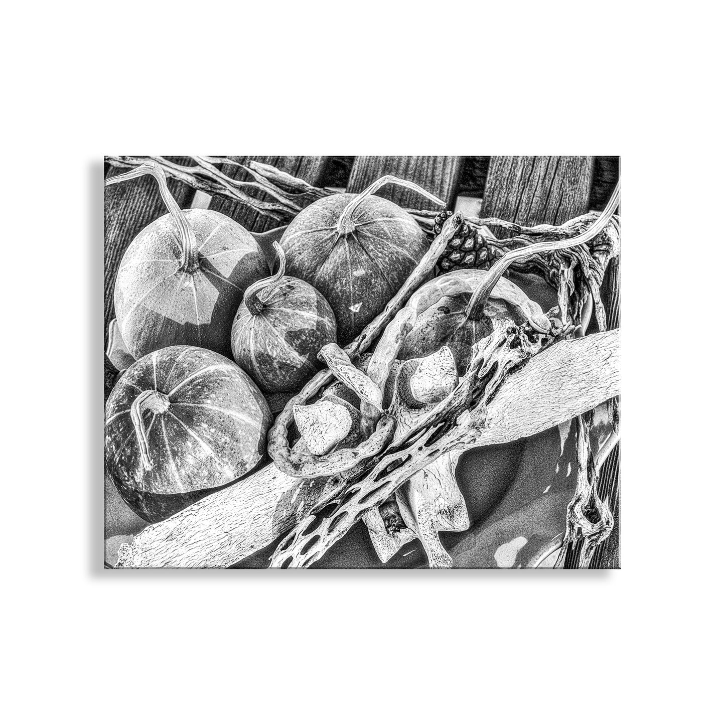 Gourd Still Life Art Southwest USA in Black & White | Tucson AZ