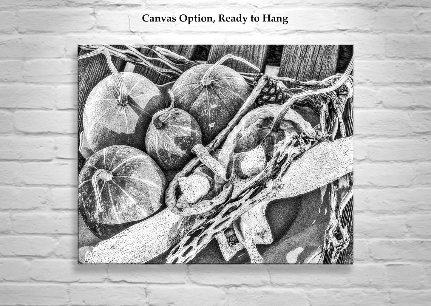Gourd Still Life Art Southwest USA in Black & White | Tucson AZ