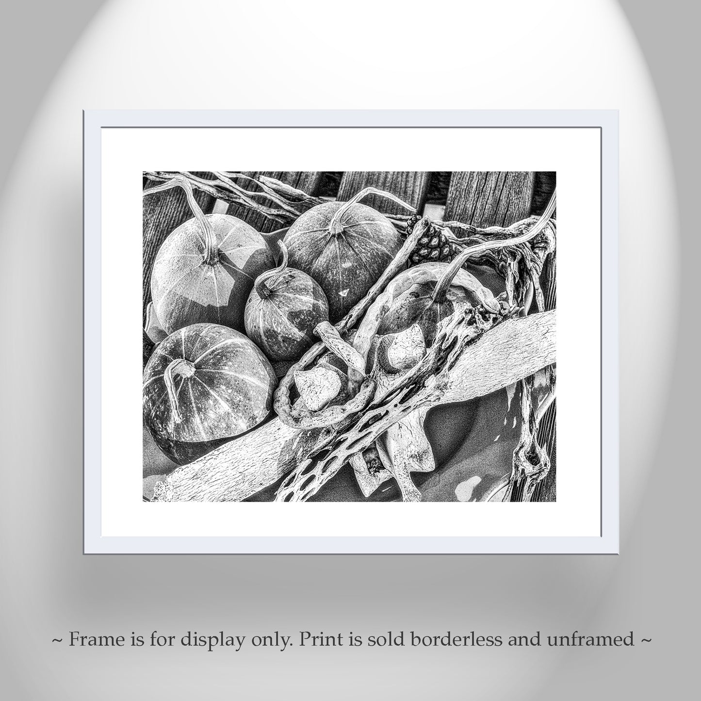 Gourd Still Life Art Southwest USA in Black & White | Tucson AZ