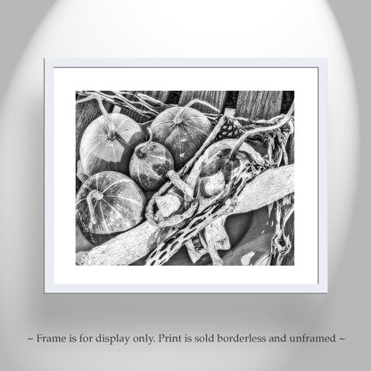 Gourd Still Life Art Southwest USA in Black & White | Tucson AZ