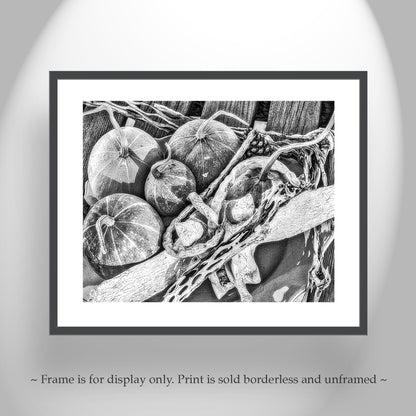 Gourd Still Life Art Southwest USA in Black & White | Tucson AZ