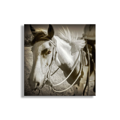 Spanish Barb Horse Fine Art Print | Equine Photography