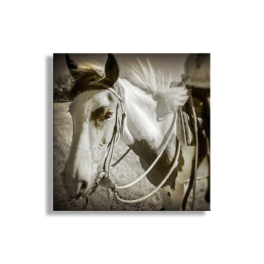 Spanish Barb Horse Fine Art Print | Equine Photography
