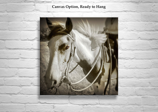 Spanish Barb Horse Fine Art Print | Equine Photography