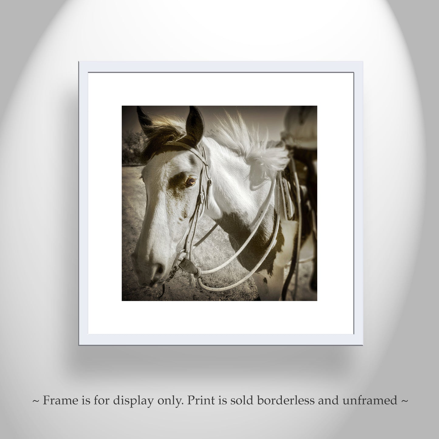 Spanish Barb Horse Fine Art Print | Equine Photography