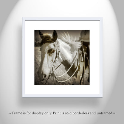 Spanish Barb Horse Fine Art Print | Equine Photography
