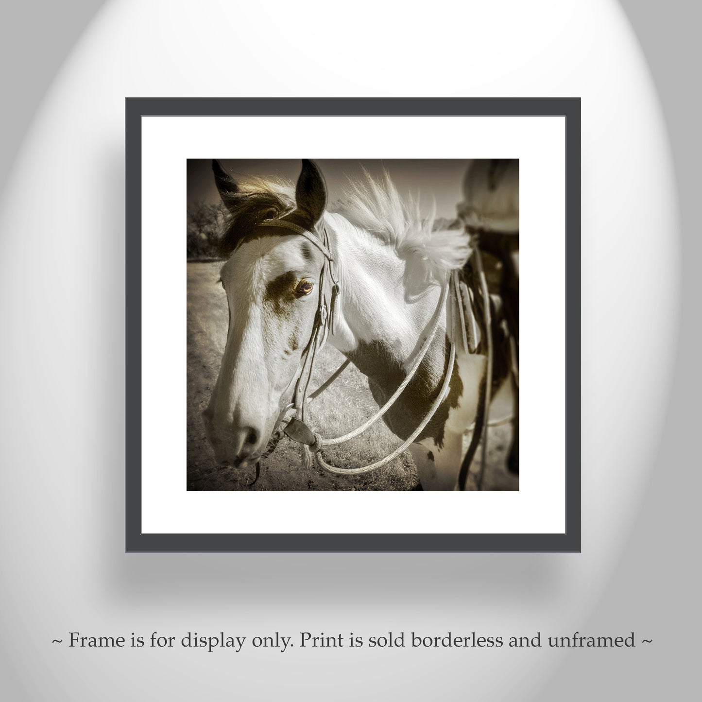 Spanish Barb Horse Fine Art Print | Equine Photography