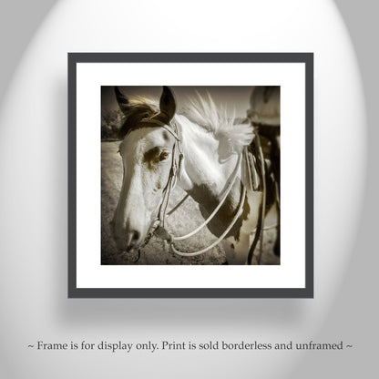 Spanish Barb Horse Fine Art Print | Equine Photography