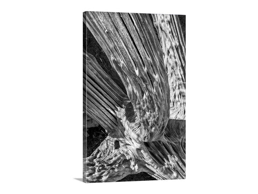 Black and White Desert Cactus Spines Abstract Art in Tucson Arizona
