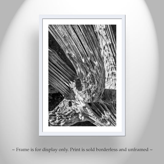 Black and White Desert Cactus Spines Abstract Art in Tucson Arizona