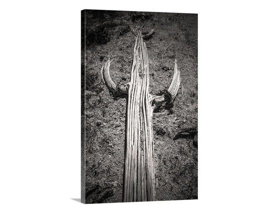Cactus Spines Tucson Arizona Desert Saguaro Print in Black and White