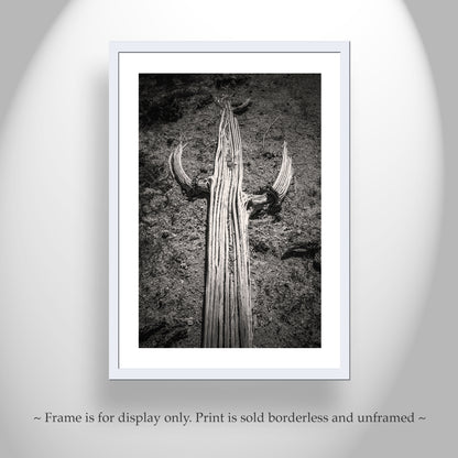 Cactus Spines Tucson Arizona Desert Saguaro Print in Black and White
