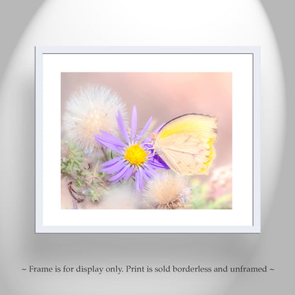 Dandelion & Butterfly Nature Photography in Pastel from Madera Canyon Arizona