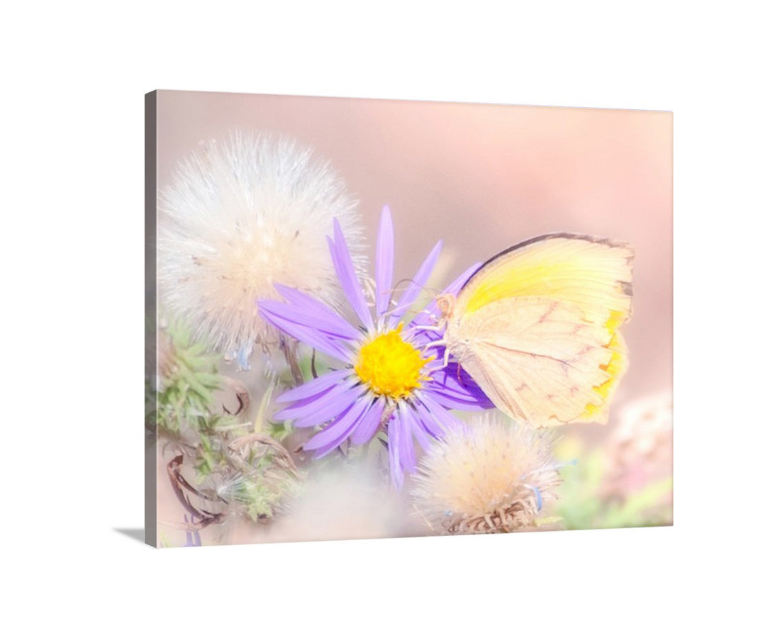 Dandelion & Butterfly Nature Photography in Pastel from Madera Canyon Arizona