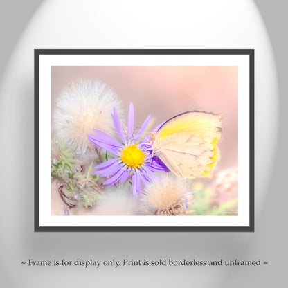 Dandelion & Butterfly Nature Photography in Pastel from Madera Canyon Arizona