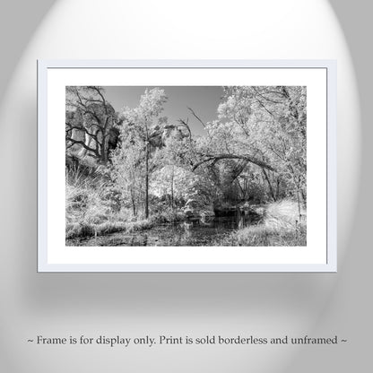 Arizona Desert Canyon Stream Oasis Art in Black and White