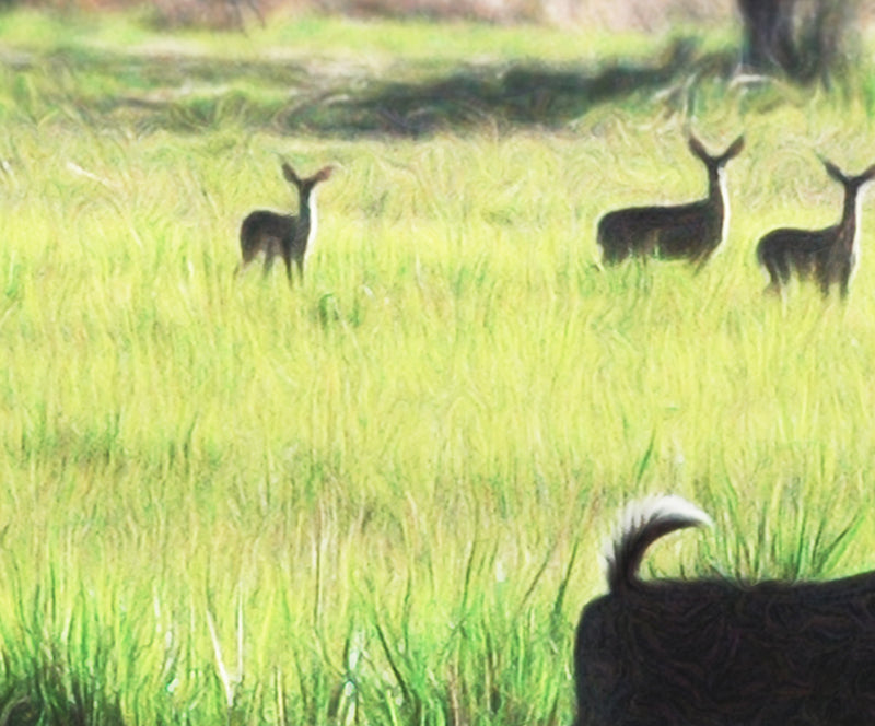 Patagonia Arizona Nature Photography with Green Meadow and Forest Deer