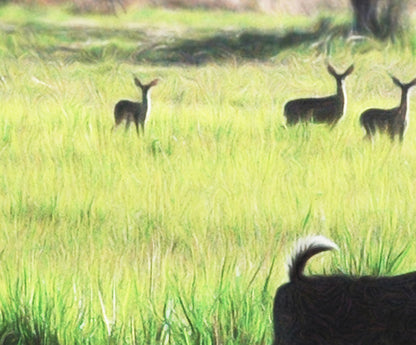 Patagonia Arizona Nature Photography with Green Meadow and Forest Deer