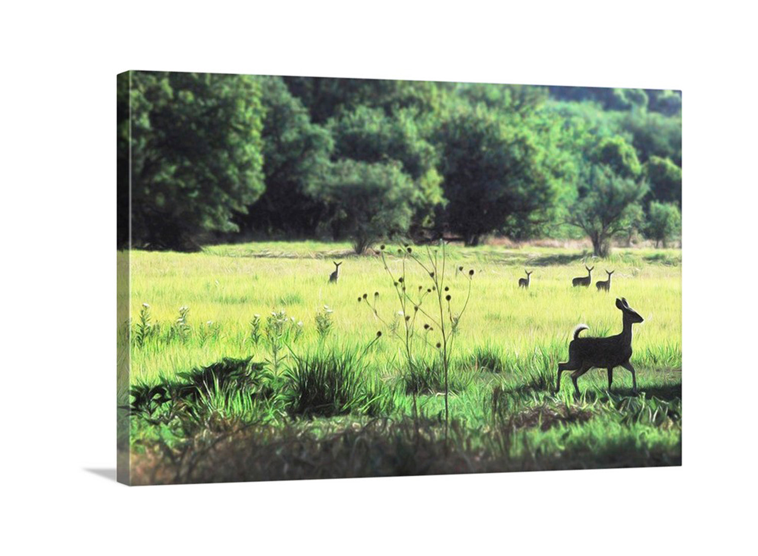 Deer in a grassy field with trees in the background. Beautiful nature art. My artful depiction of a sylvan glade - a meadow with wildlife - at Patagonia-Sonoita Creek Preserve Arizona! A Nature Conservancy property. Original, unique signed art by Murray Bolesta.