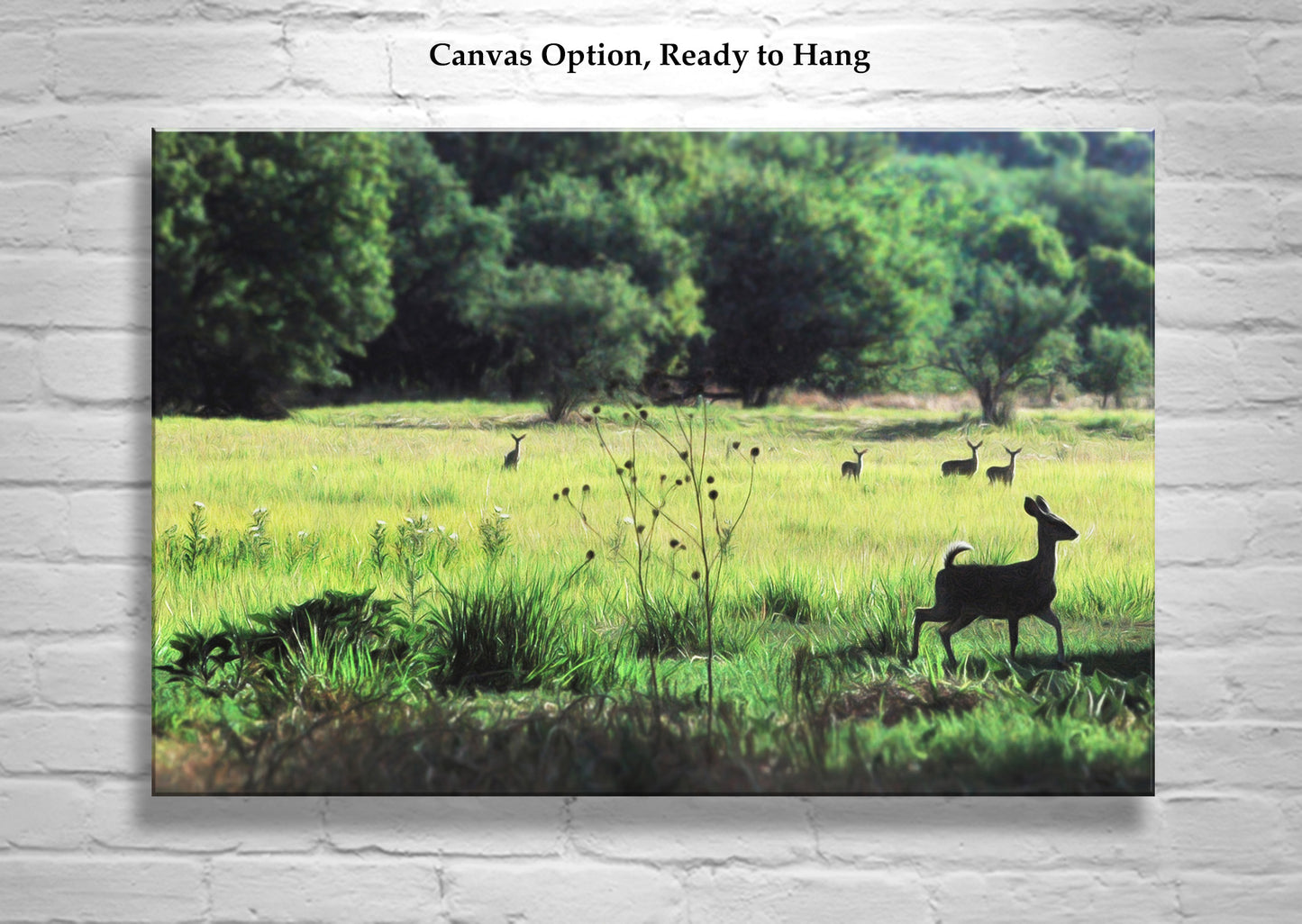 Patagonia Arizona Nature Photography with Green Meadow and Forest Deer
